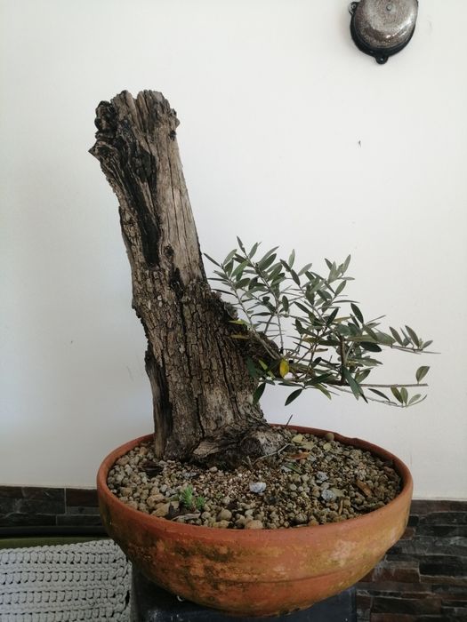 Bonsai Oliveira 40cm