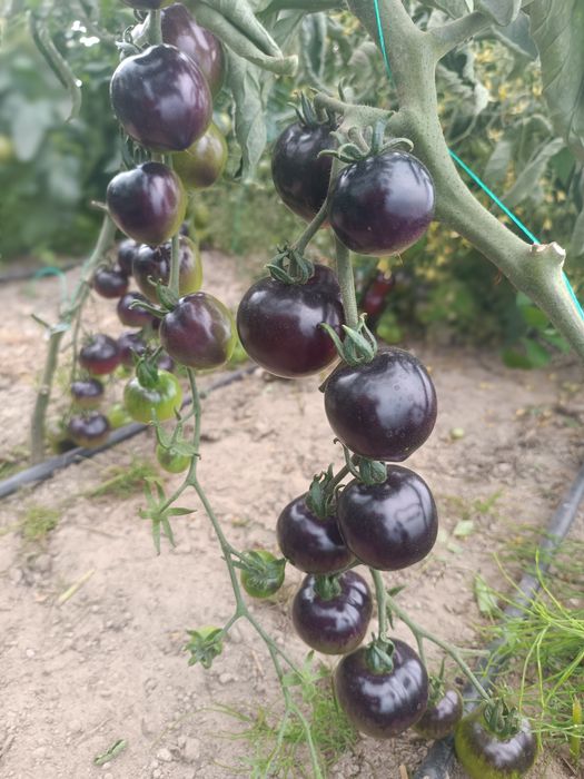 Pomidory bezpośrednio od rolnika uprawiane na oborniku dostawy RWS