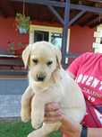 Labrador Retriever szczeniak maści biszkoptowej