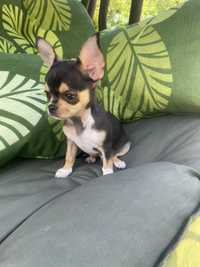 Uroczy piesek Chihuahua gotowy do odbioru