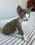 Devon Rex koteczka po Championach
