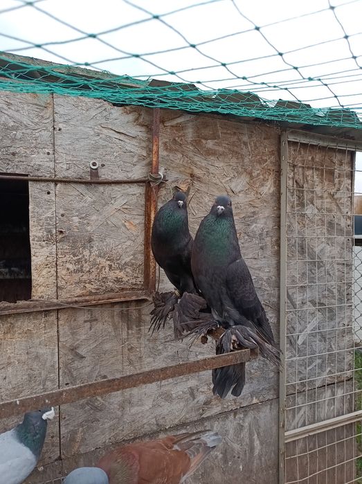 Gołębie ozdobne różne