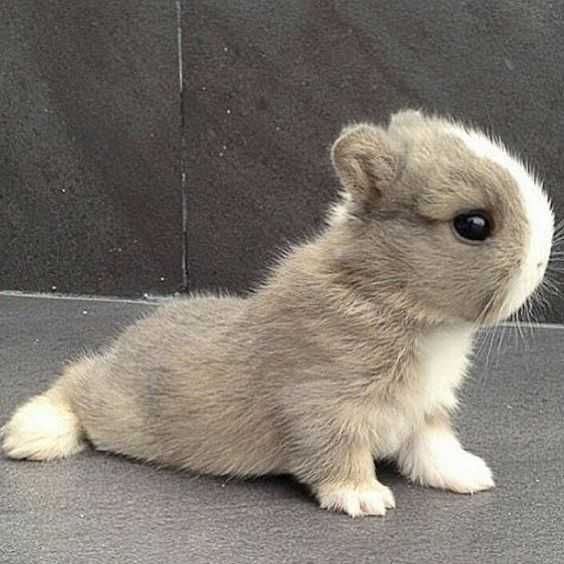 Coelhos anões, heddy, Angorá, hôland, KIT completo