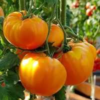 Pomidory,sadzonki ekologiczne .