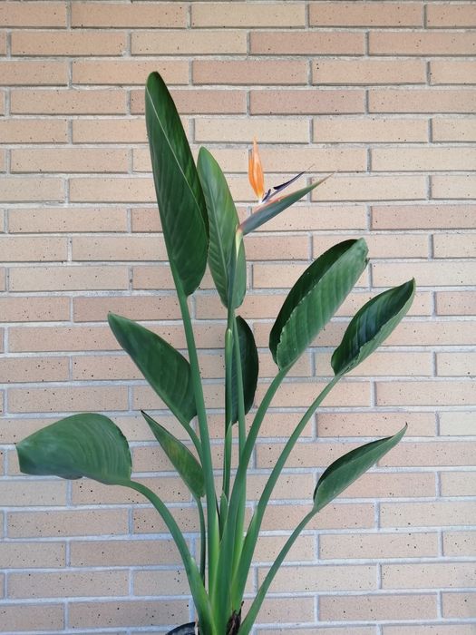 Estrelicia Reginae a dar flor.