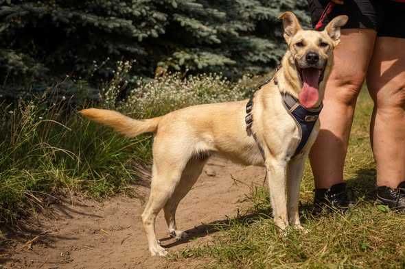 Młoda łagodna Lunka szuka domku