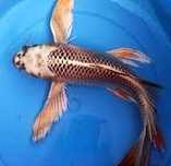 Karp koi Long Fin Butterfly selekcja Royal Fin zooPirania Olsztyn wysy