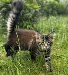 Maine coon na sprzedaż