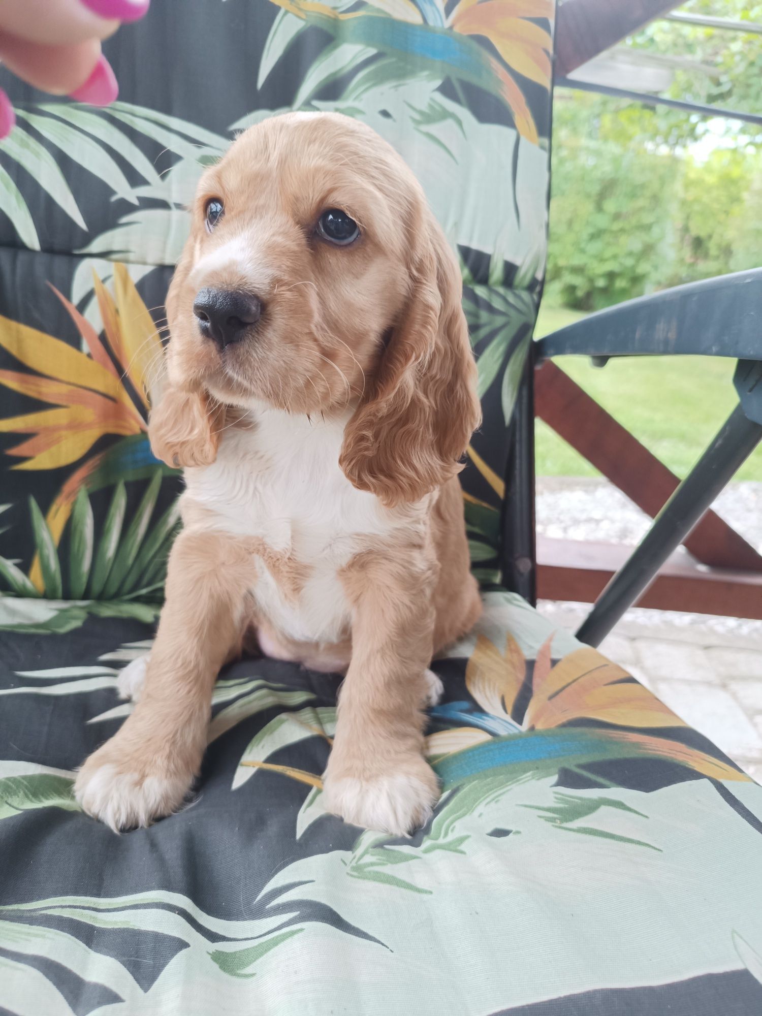Suczka Cocker spaniel angielski.