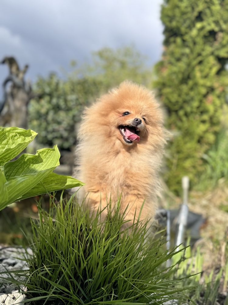 Szpic miniaturowy Pomeranian