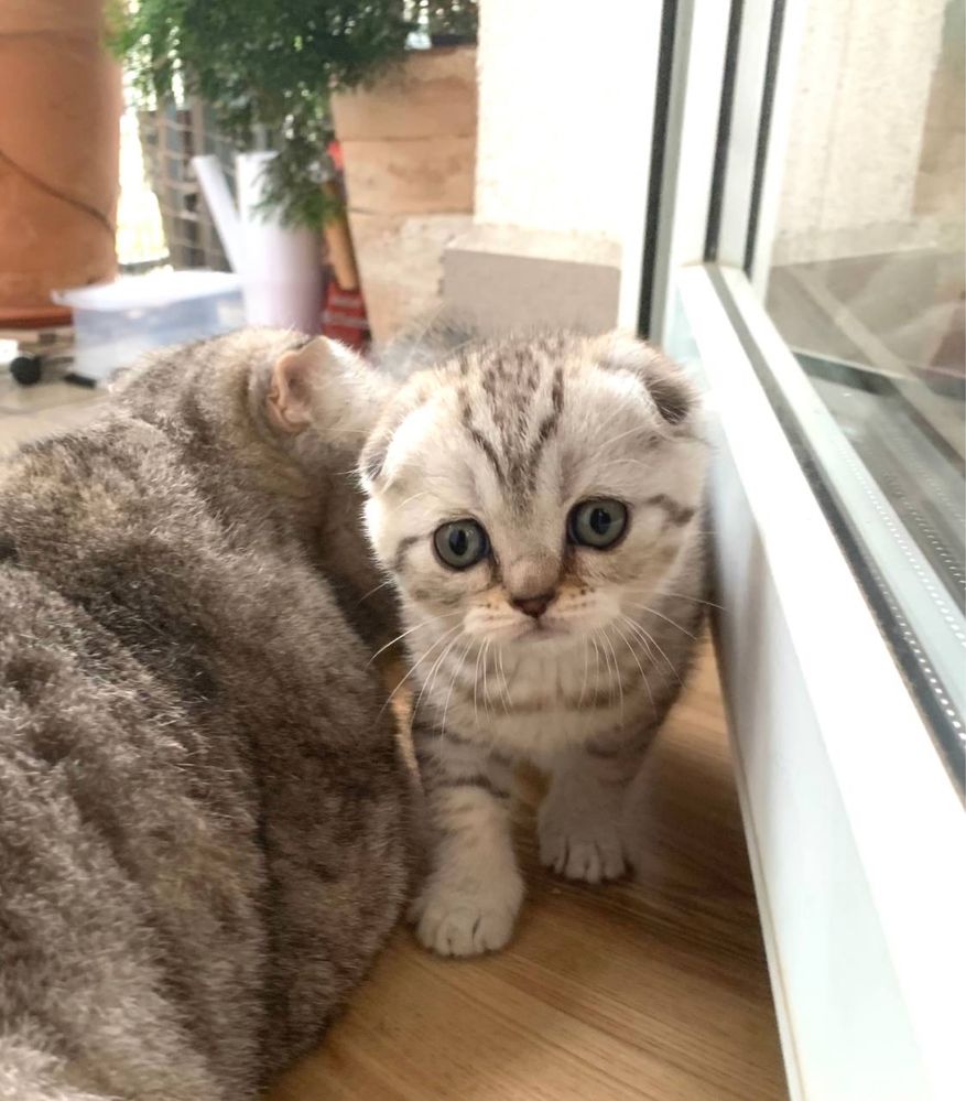 Koteczka Monisia do rezerwacji - Kotka Szkocka Zwisłoucha Tabby < 3