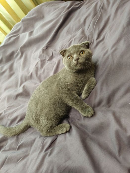 Вислоухие котята