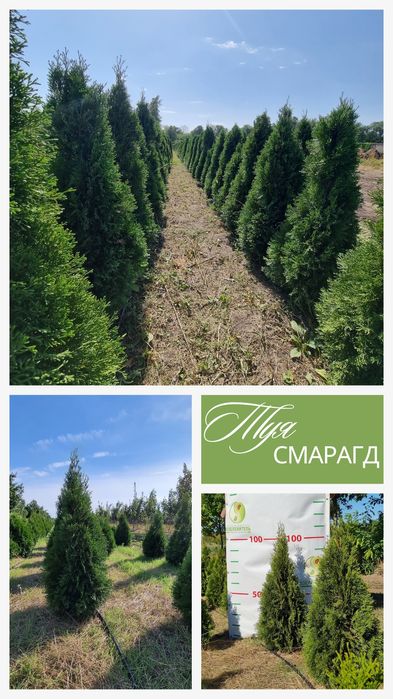 Ялина, туя, сосна, ялиця, піхта, ялівець