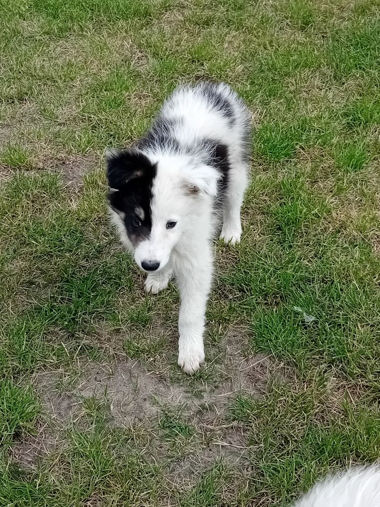 Border collie suczka