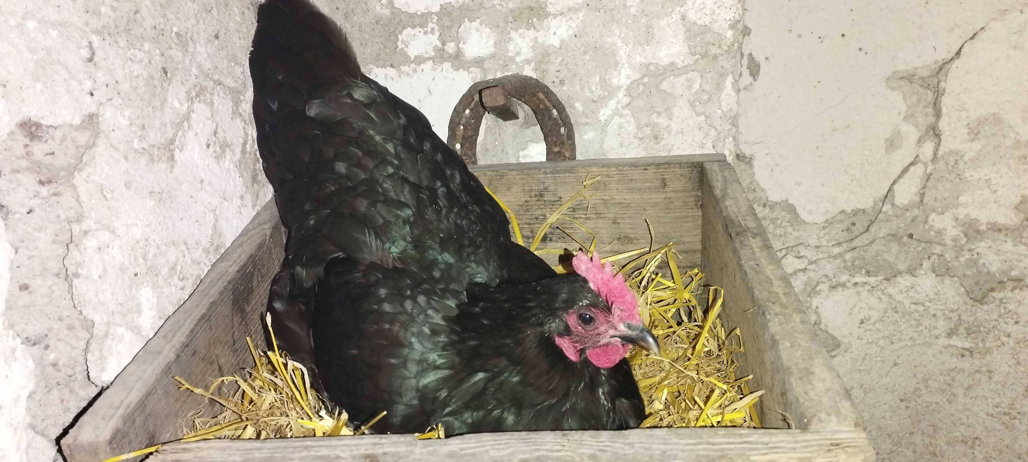 Australorp czarny jaja lęgowe