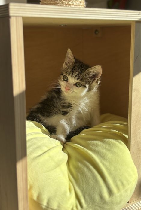 Pusia do adopcji // kociak szuka domu