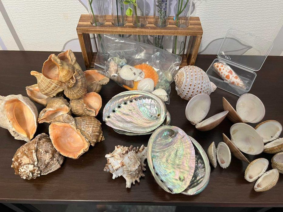 Ракушка, ракушки, раковинка, молюск, морские ракушки