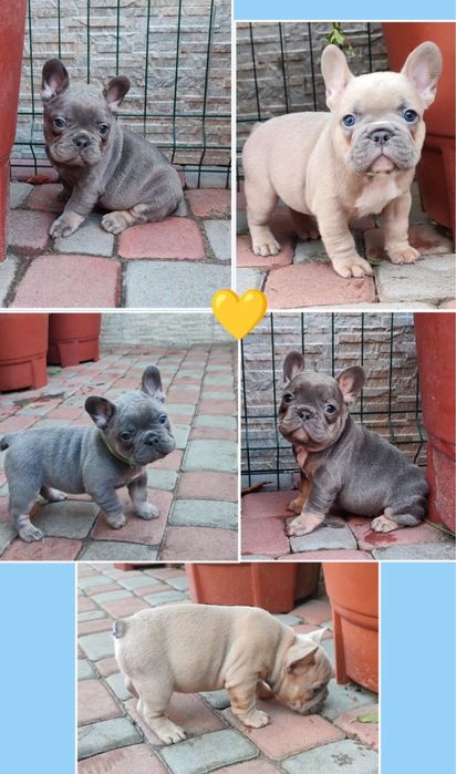 Самые лучшие щенки мини французики