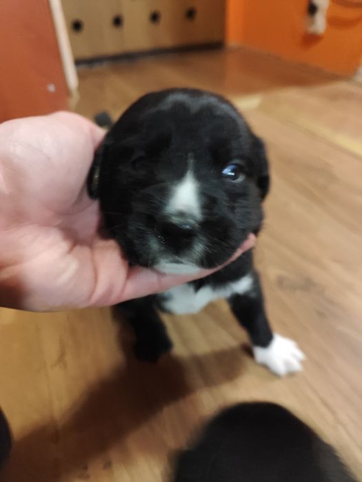 Oddam szczeniaki w dobre ręce – mix Border Collie i Labradora