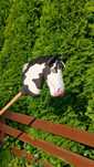 Hobby Horse srokaty