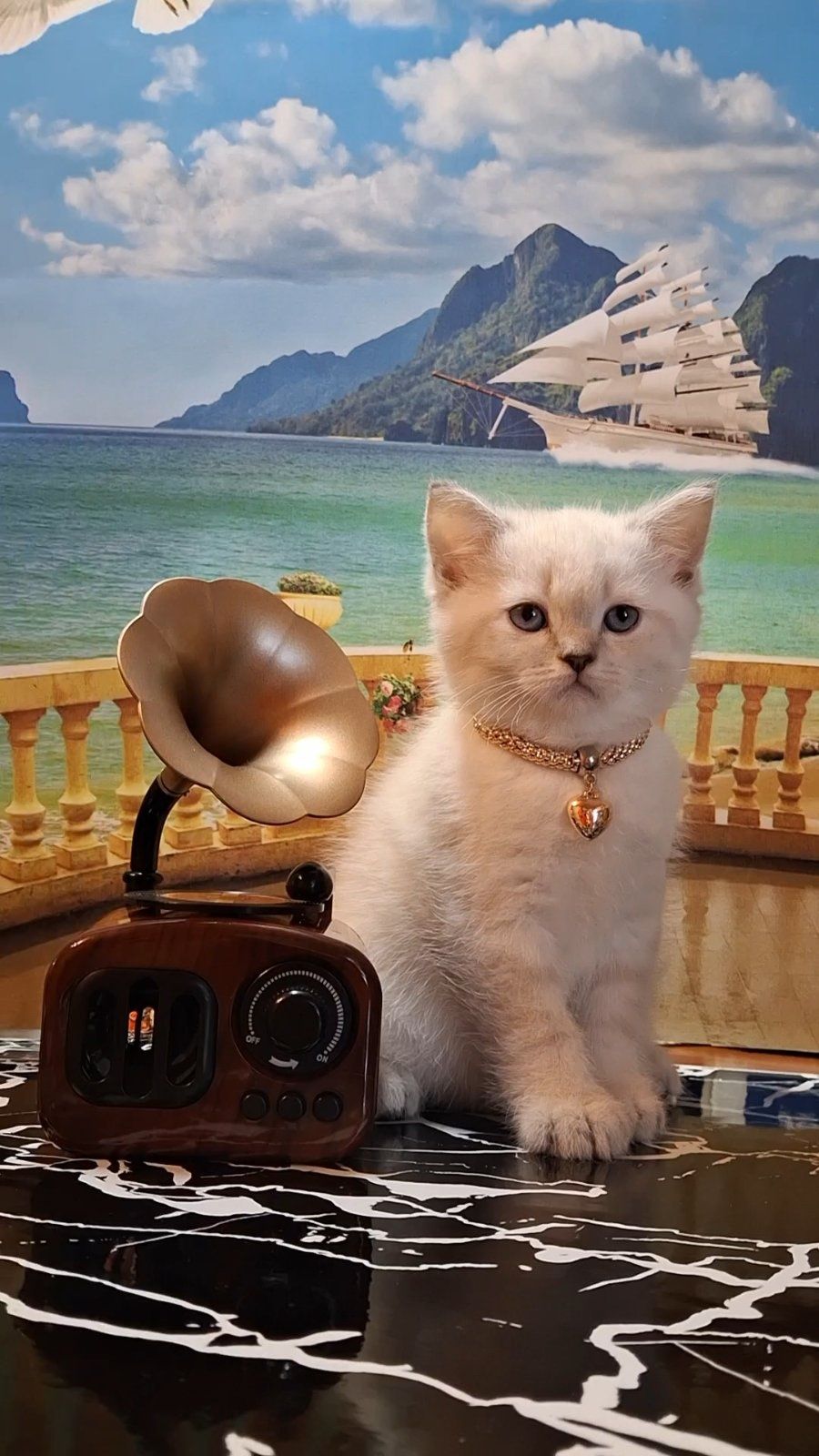 Дружелюбный, ласковый котёнок