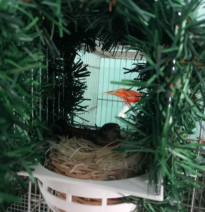 Casal de cardinalitos