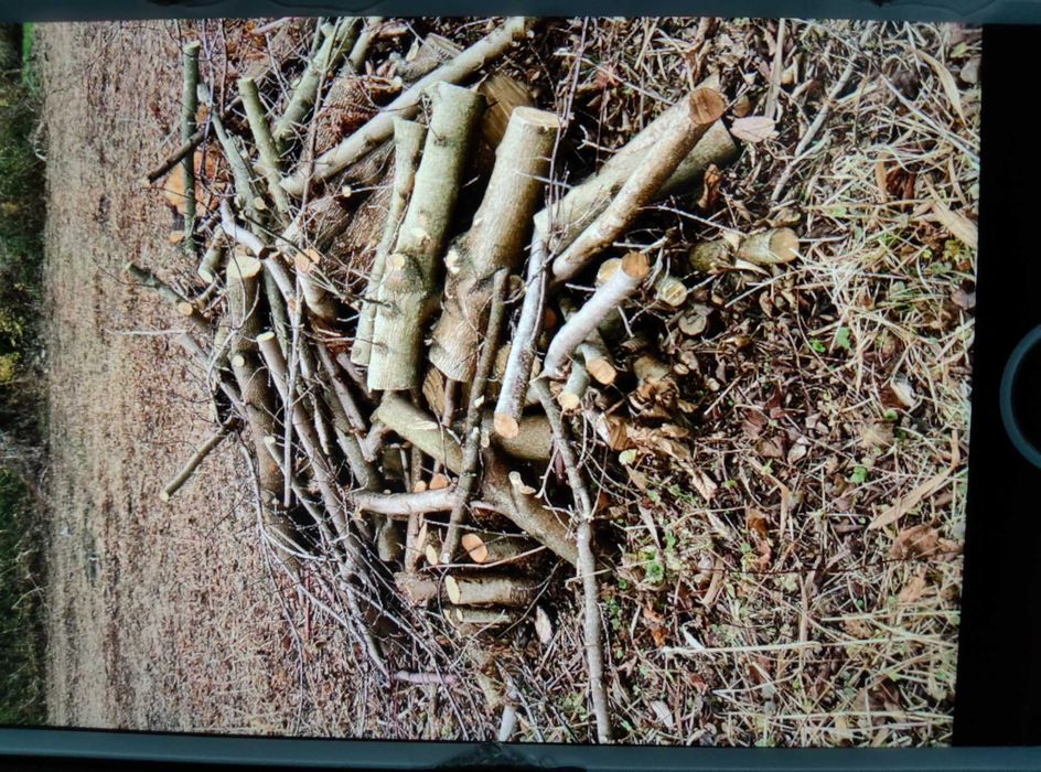 Drzewo na opał po wycince, różnego rodzaju orzech,wierzba, akacja