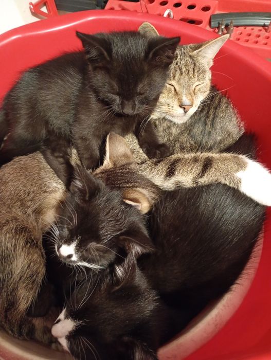 Oddam koty w dobre ręce