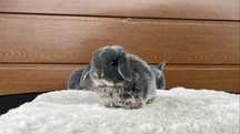 Karzełek Baranek/Mini Lop - Rodowód/Metryka Królik Króliki
