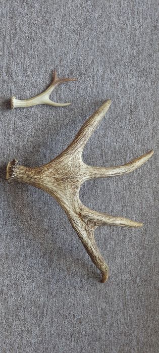 Продам рога оленя в отличном состоянии.