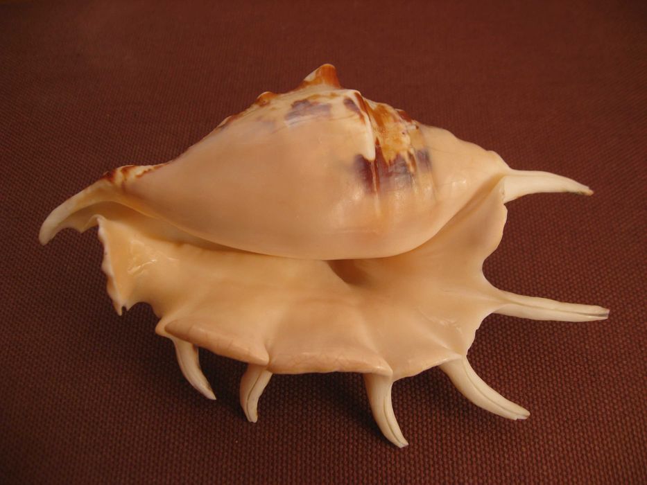 Ракушки морские 2 шт