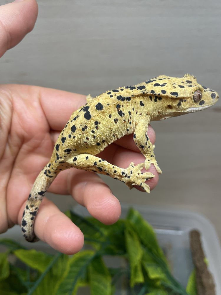 Gekon orzęsiony Superdalmatian Samica