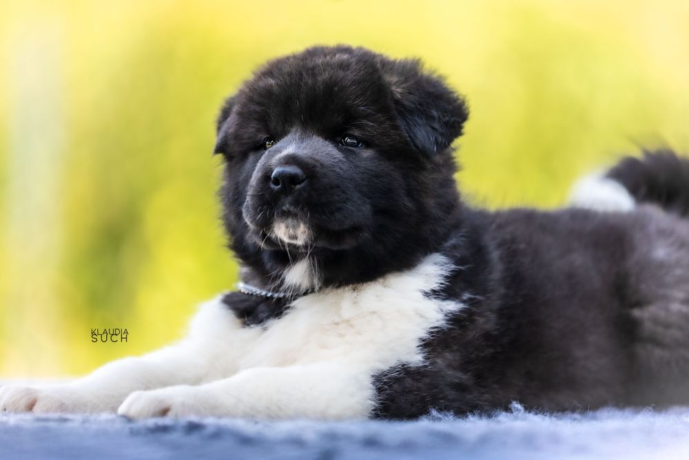 Akita Amerykańska Suczka FCI