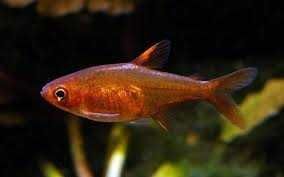 Bystrzyk Amandy Hyphessobrycon amandae