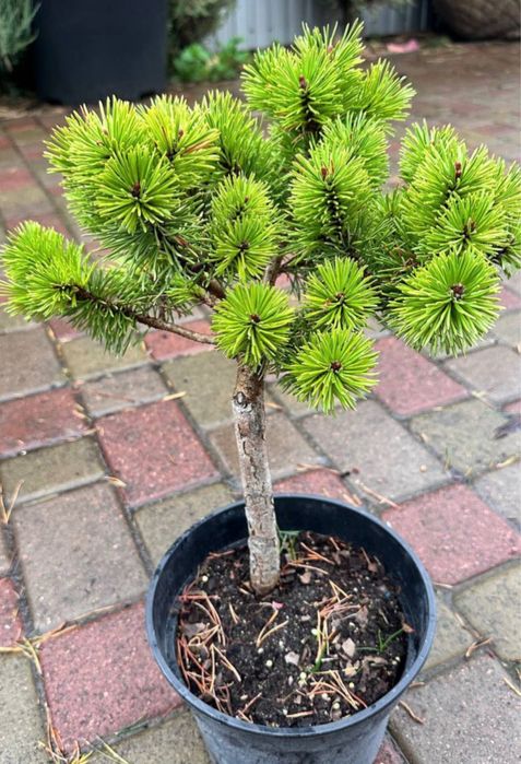 саджанці хвойних рослин