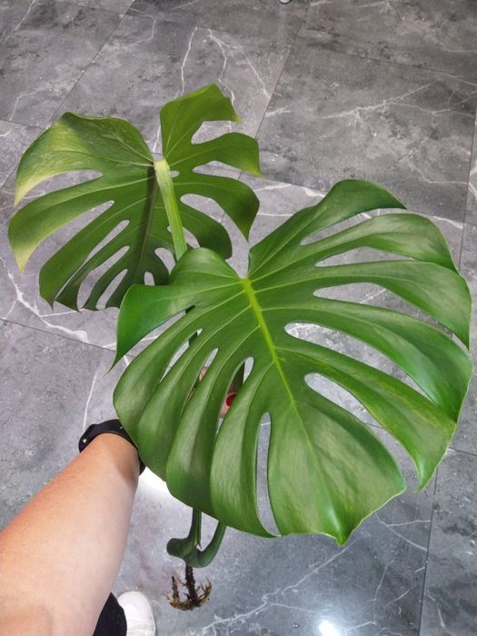 Monstera Green on Green big form szczyt