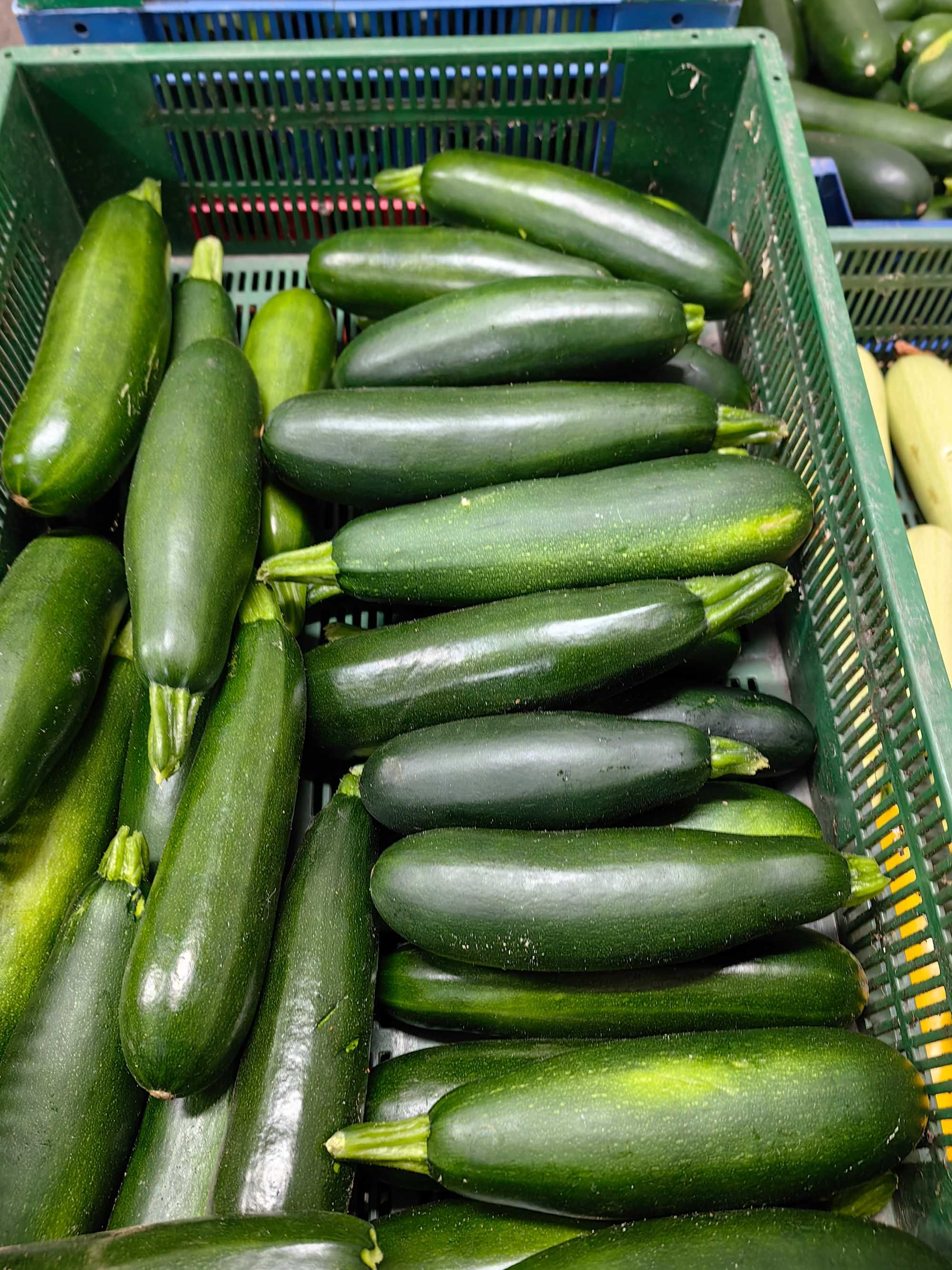 Cukinia zielona.