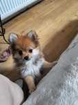 Pomeranian śliczny rasowy  piesek.