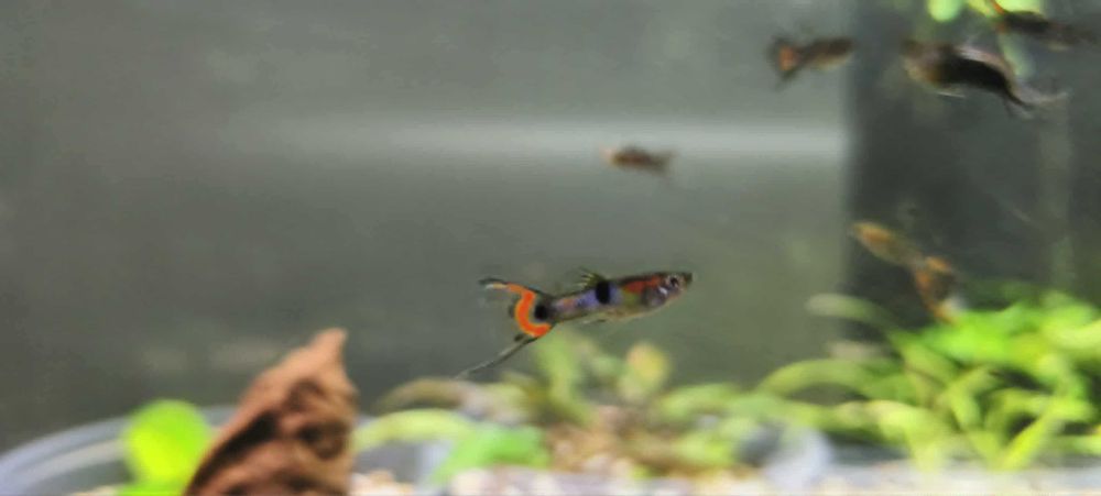 Gupik Endlera samce kundelki