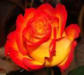 Roseira que dá ROSAS de FOGO, flores lindissimas