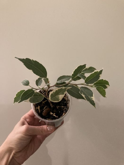 санса КАНАРИ триангулярис спатиф Домино фикус Эльдорадо Нина Цилиндра