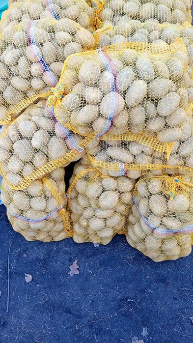 Ziemniaki jadalne różne odmiany Wieruszów  Kępno