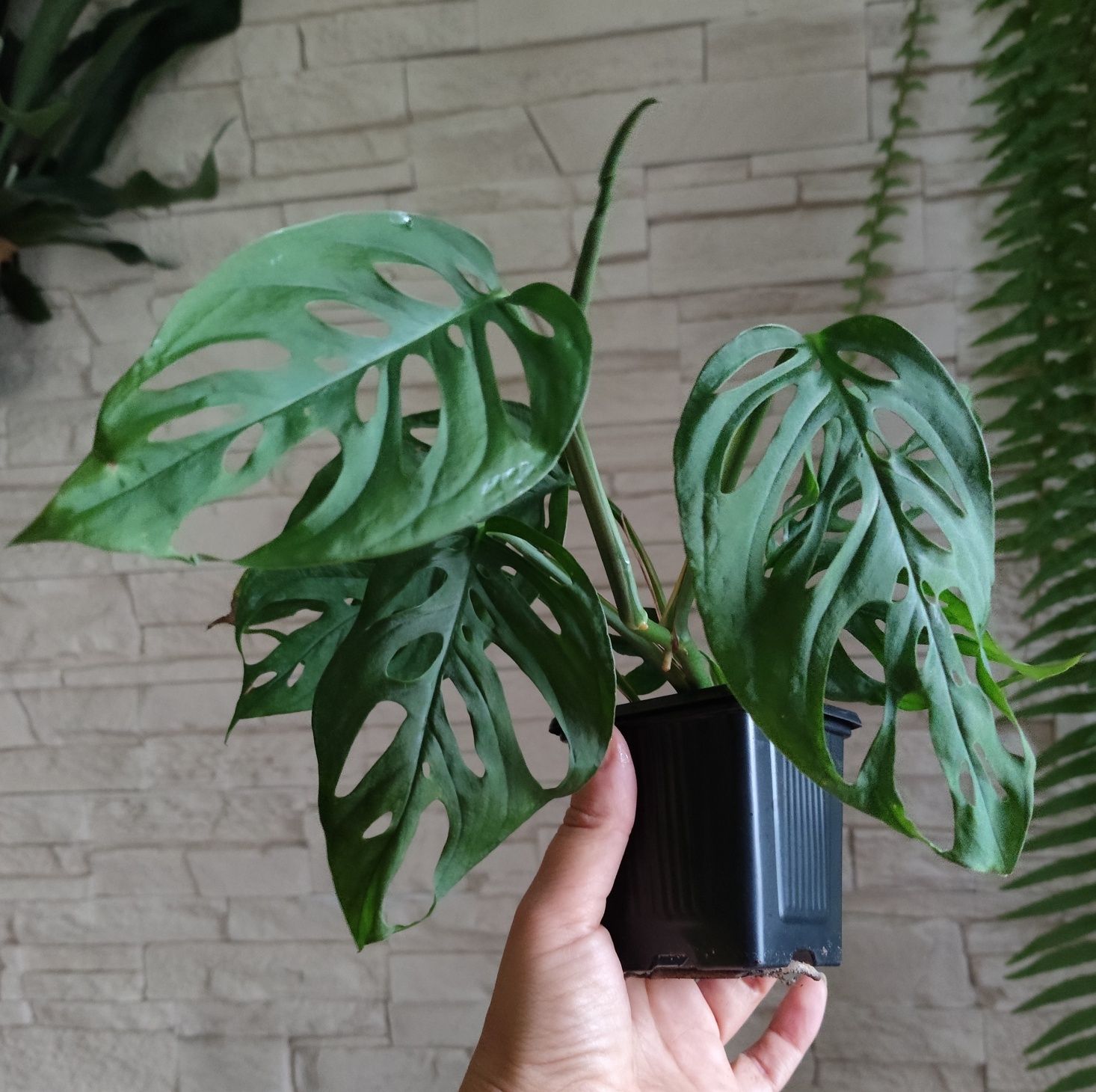 Monstera acuminata
