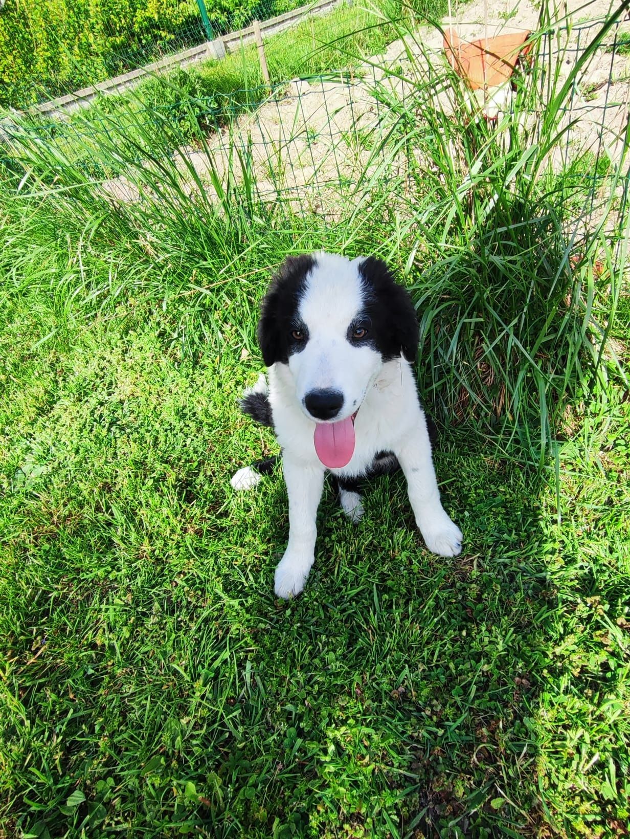 Border Collie Szczeniak