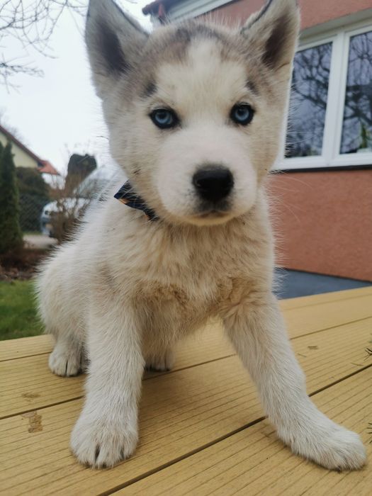 Husky Syberyjski piesek srebno- bialy