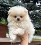 Pomeranian szpic miniaturowy kremowa suczka z rodowodem