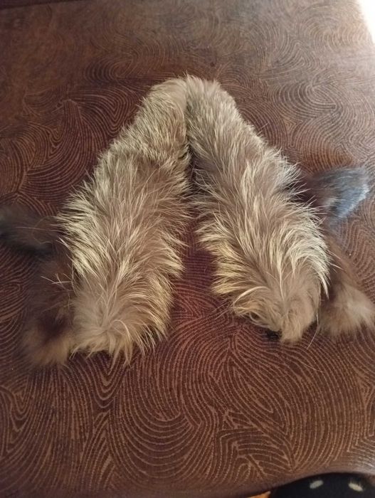 Меховой воротник чернобурка