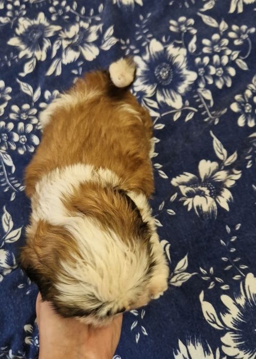Shih tzu suczka z rodowodem suka rodowód