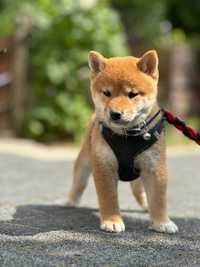 Shiba Inu _ Kiseki