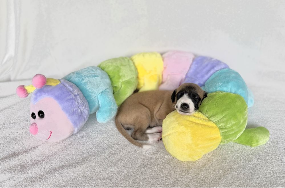 Whippet chart angielski